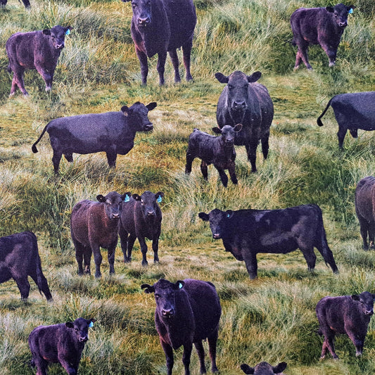 Cows in the Paddock